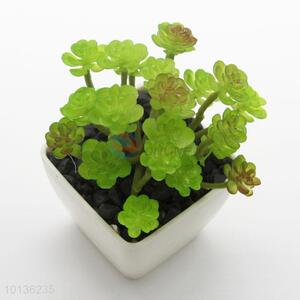 Succulent Plants Plastic Plant pot Indoor Garden