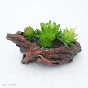 Good sale decorative permanent succulent plants