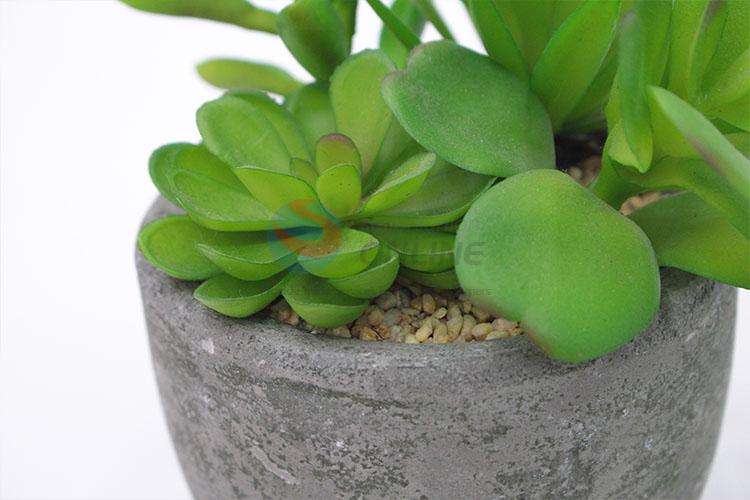 Crazy selling round flowerpot fleshy potted plants