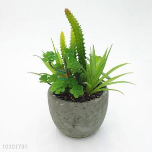 Funny round succulent plant ornamental plants