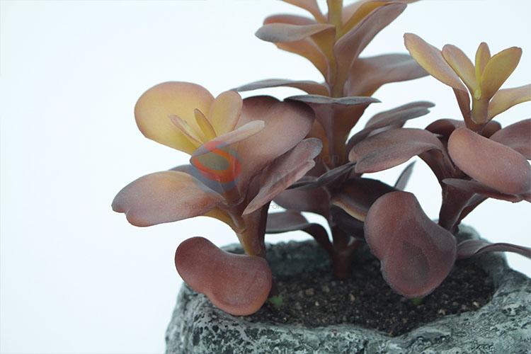 Lovely Colorful Succulent Plant Ornamental Plants