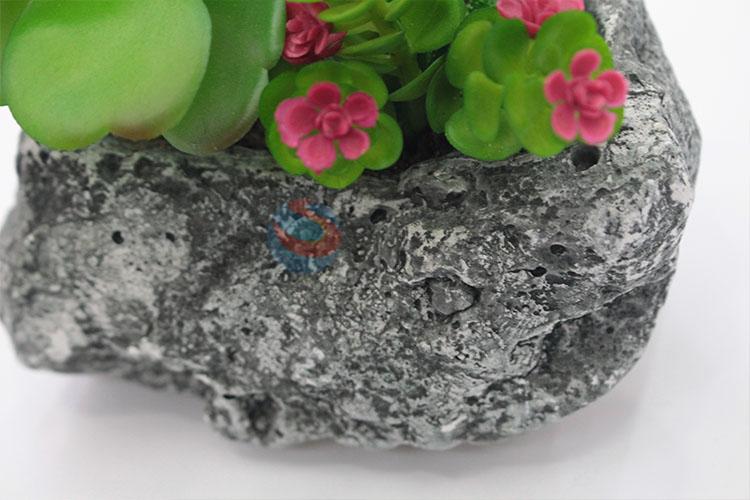 China Factory Supply  Succulent Plant Ornamental Plants