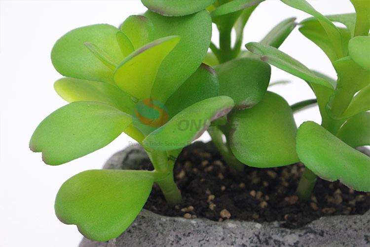 Made In China Wholesale Succulent Plant Ornamental Plants