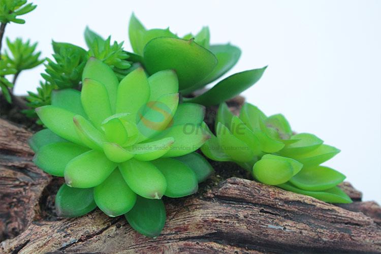 Competitive price simulation succulent plants