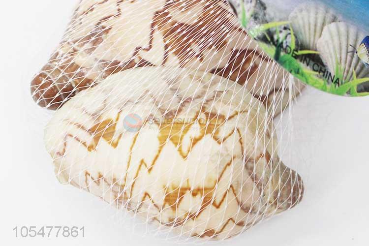 Unique Design Natural Sea Shell Set Best Decoration