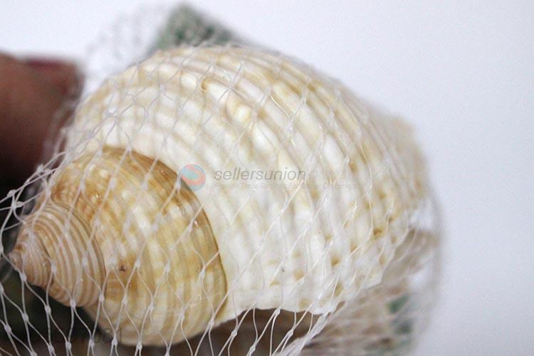 Top Quality Natural Conch Best Shell Craft