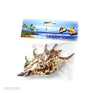 Newest natural sea <em>shell</em> fashion <em>shell</em> conch <em>crafts</em> set